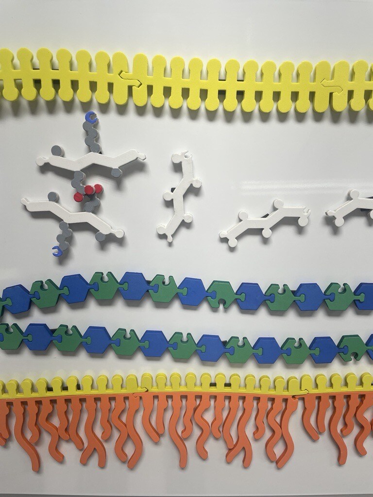 Bacterial Membrane modeling kit