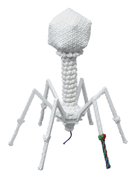 Bacteriophage_REV_med
