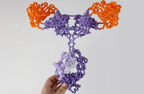 Antibodies