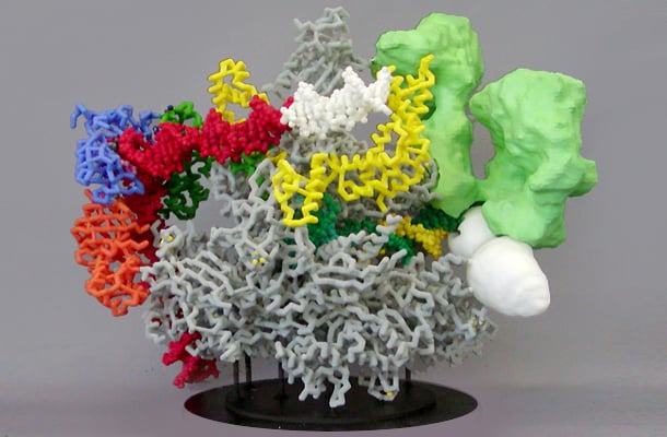 Ribosomes
