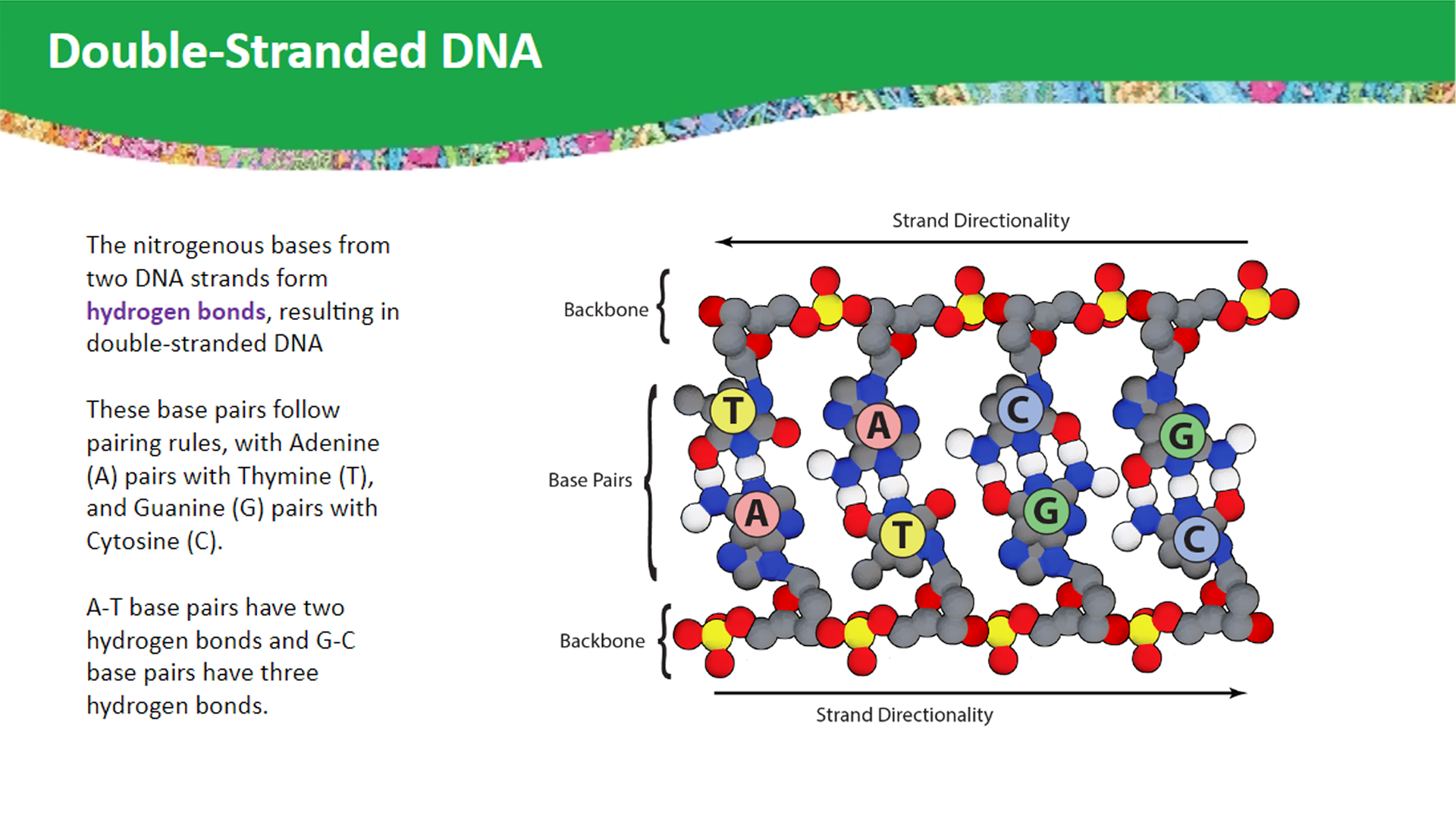 DNA_MtP_1