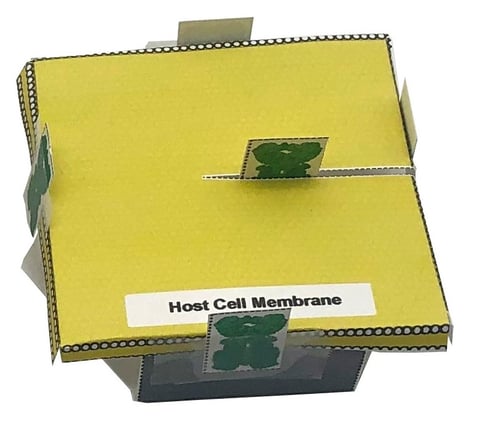 Paper Host Cell Membrane
