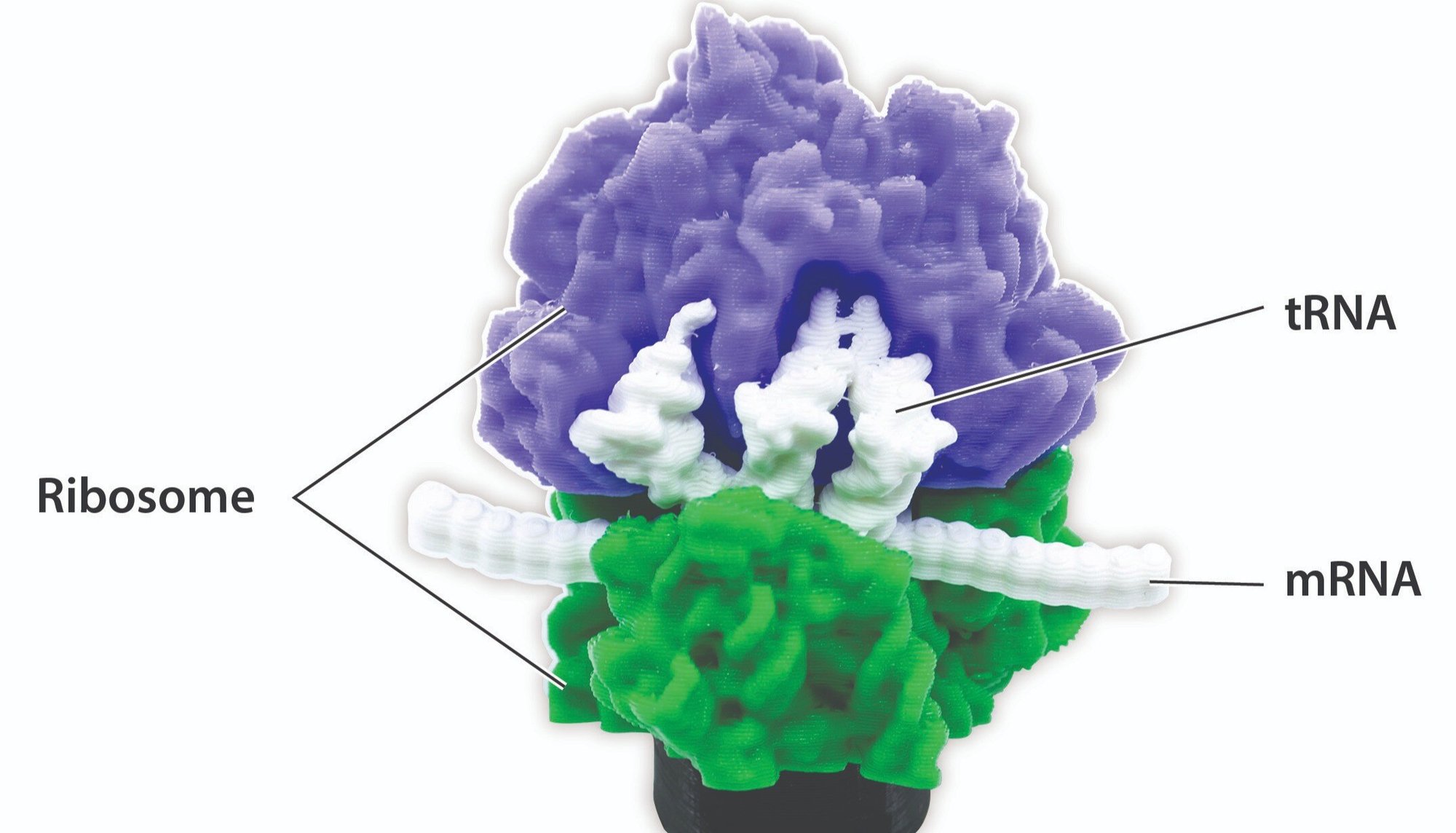 Ribosome Giveaway graphic