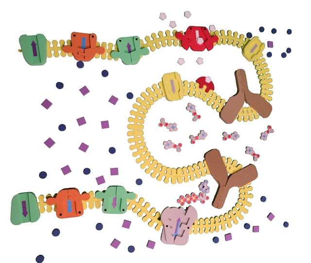 SynapseConstructionimage1nobkg2