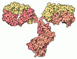 Antibody Model