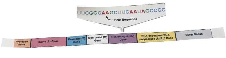 Paper Viral Genome