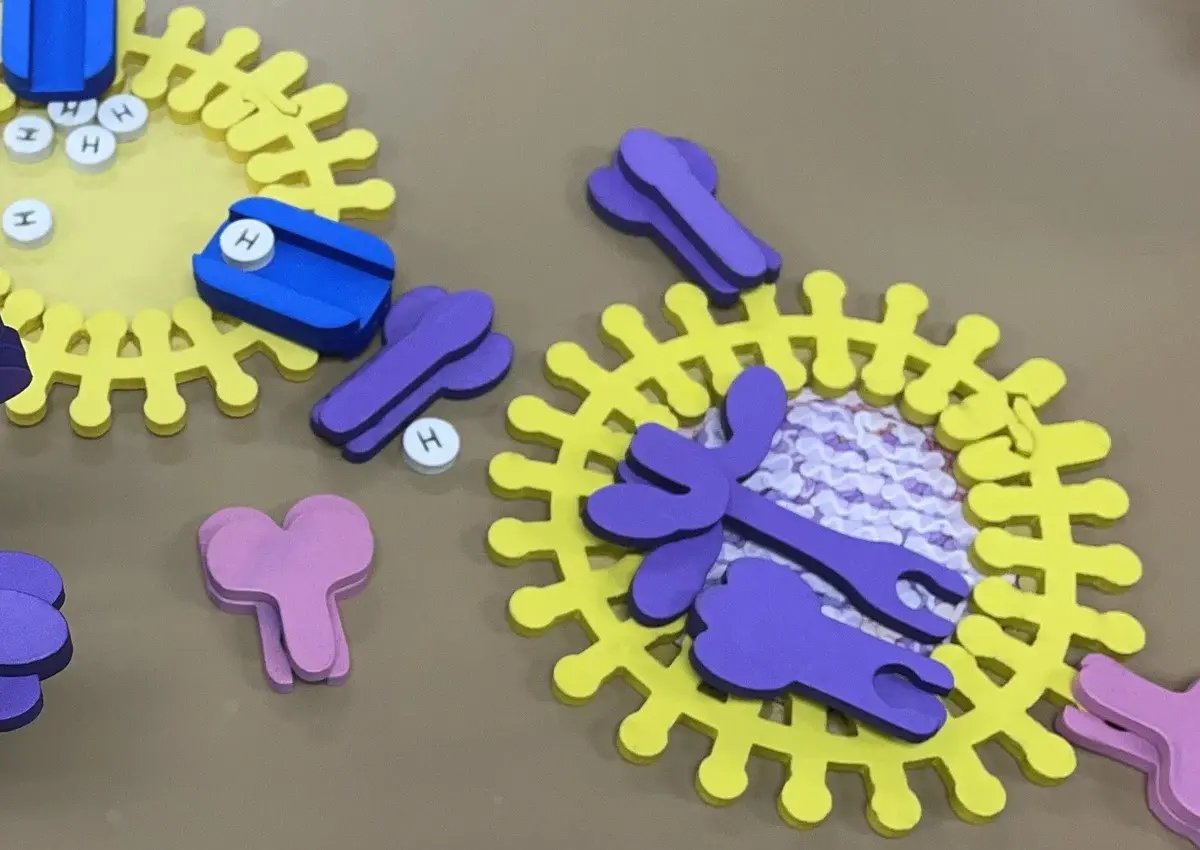 Virus Infection Cycle