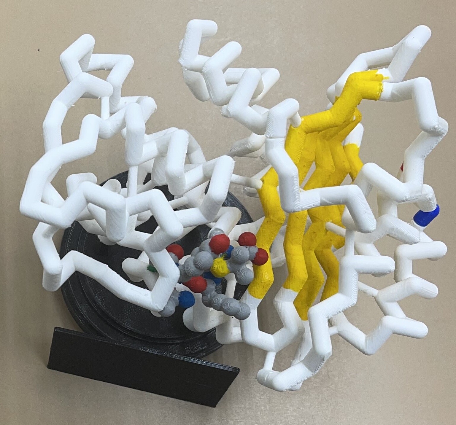 beta lactamase model