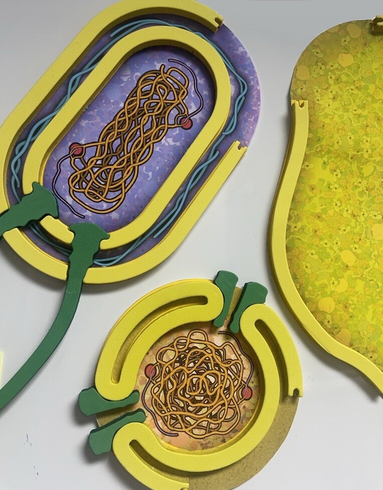 cell modeling kit