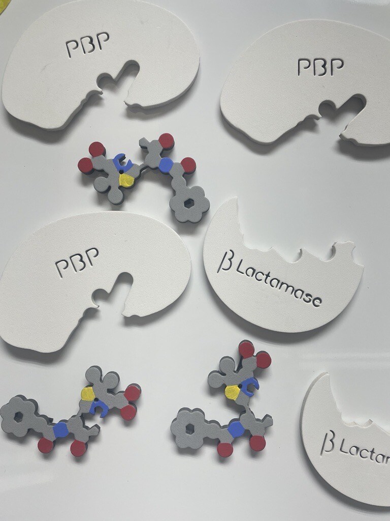 penicillin beta lactamase