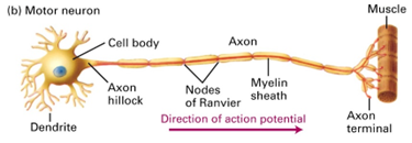 Neurons