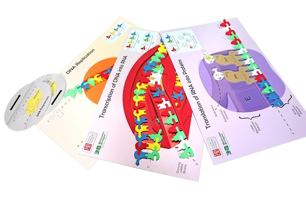 Flow of Genetic Information Kit