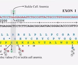 Map of the Human ß-Globin Gene
