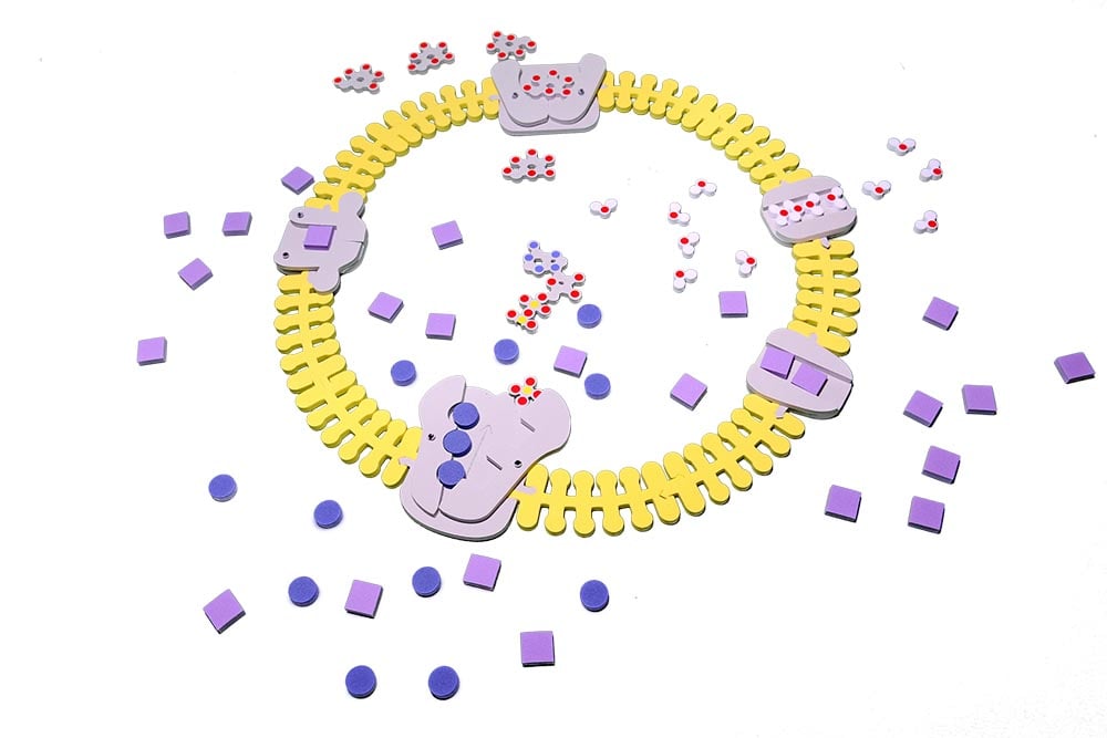 Phospholipid & Membrane Transport Kit